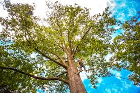 Best Root Management and Removal  in Lyons, KS