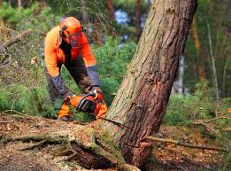 How Our Tree Care Process Works  in  Lyons, KS